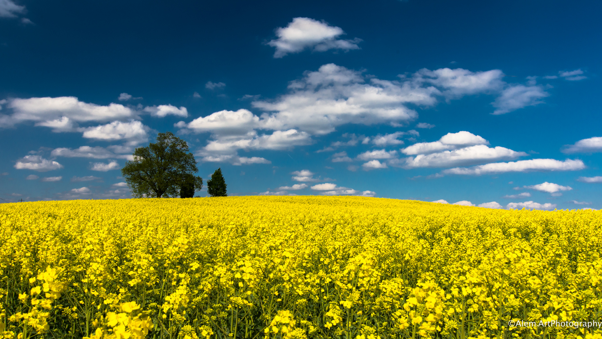 Colors of spring