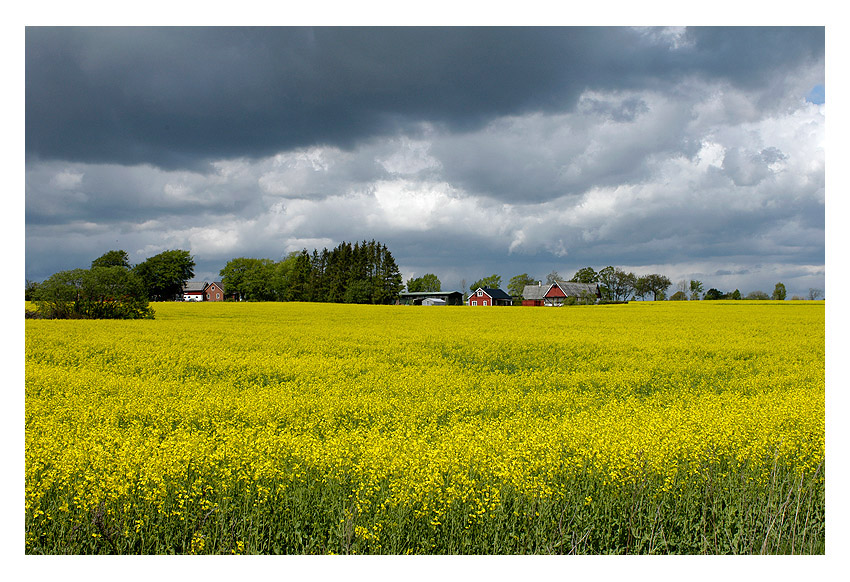 Colors of Sweden #3 - near Lund