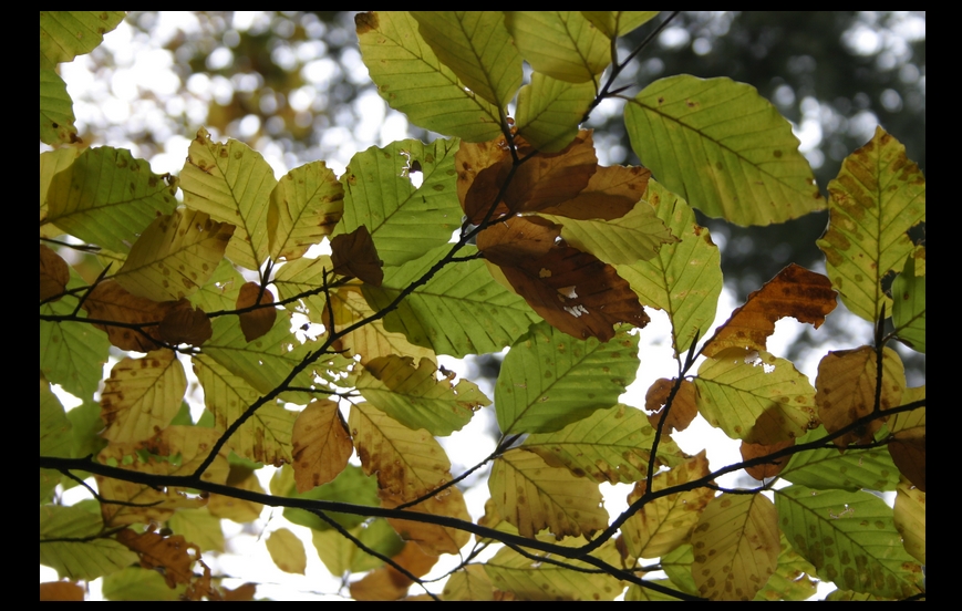 colors of the autumn