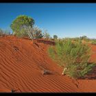 Colors of the Outback