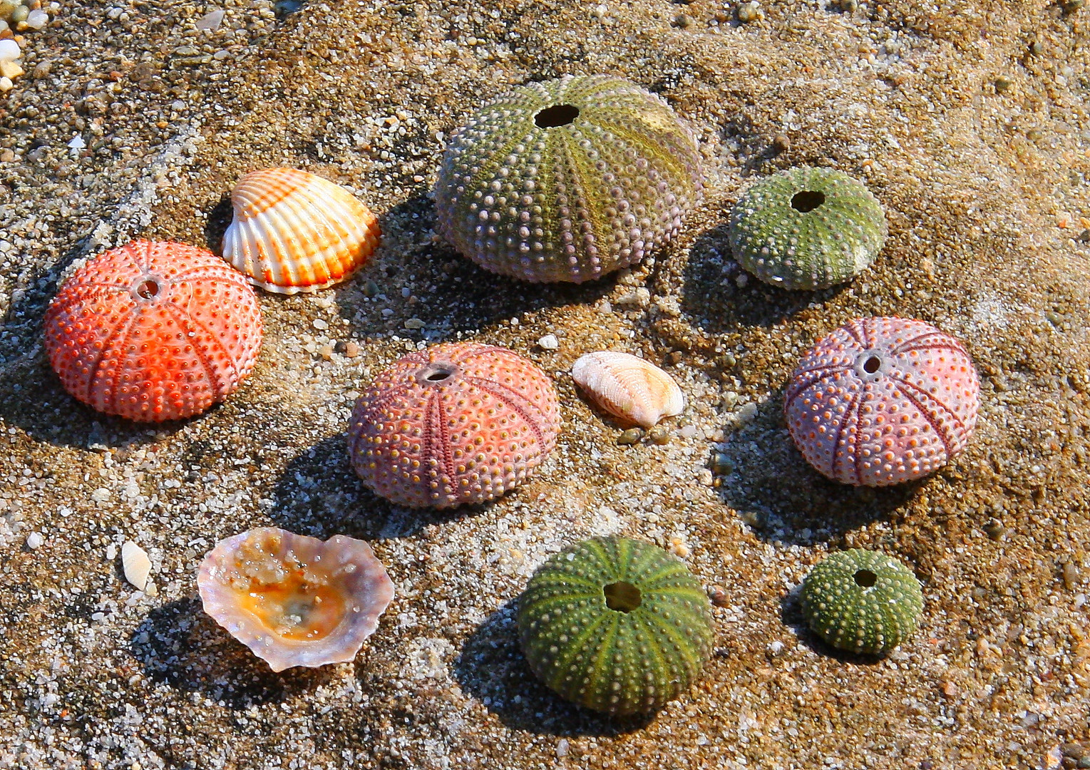 Colors of the sea urchin skeleton