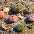 Colors of the sea urchin skeleton