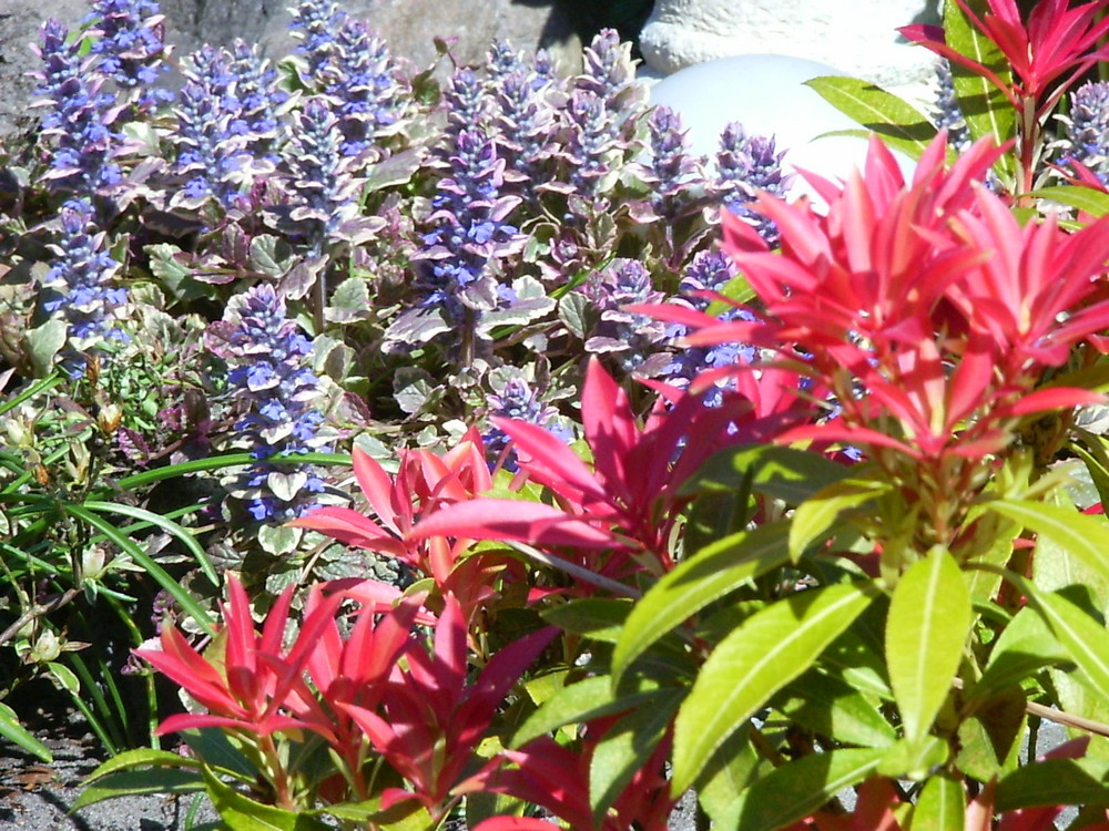 Colors of the spring - in my garden