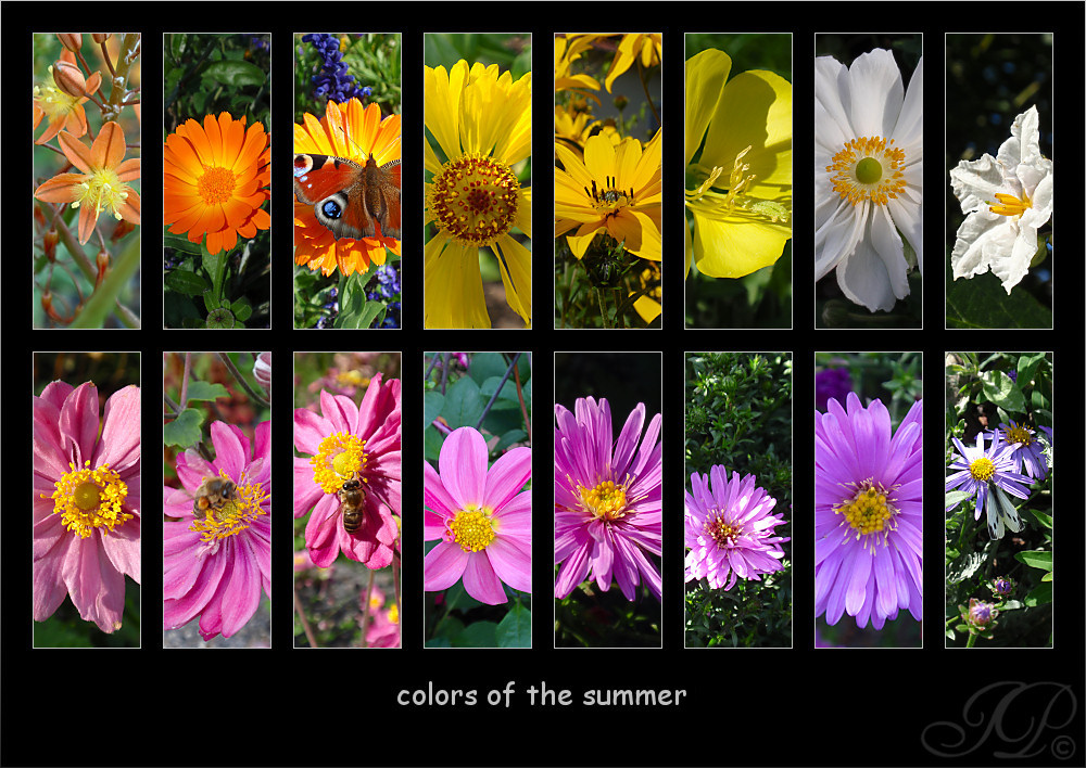 : : : colors of the summer : : :