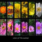 : : : colors of the summer : : :