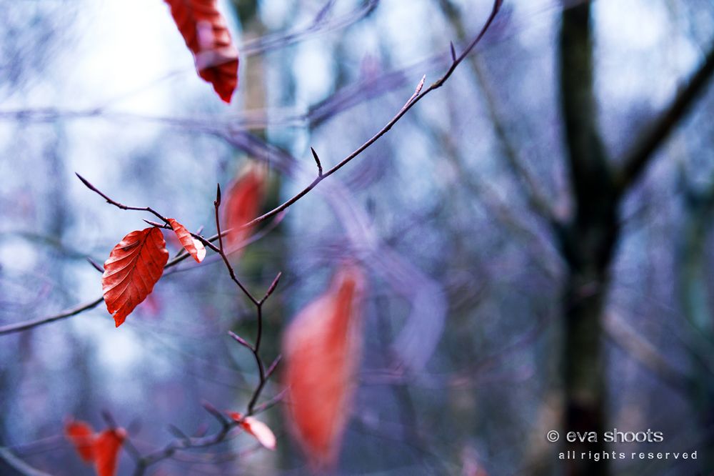 colors of winter