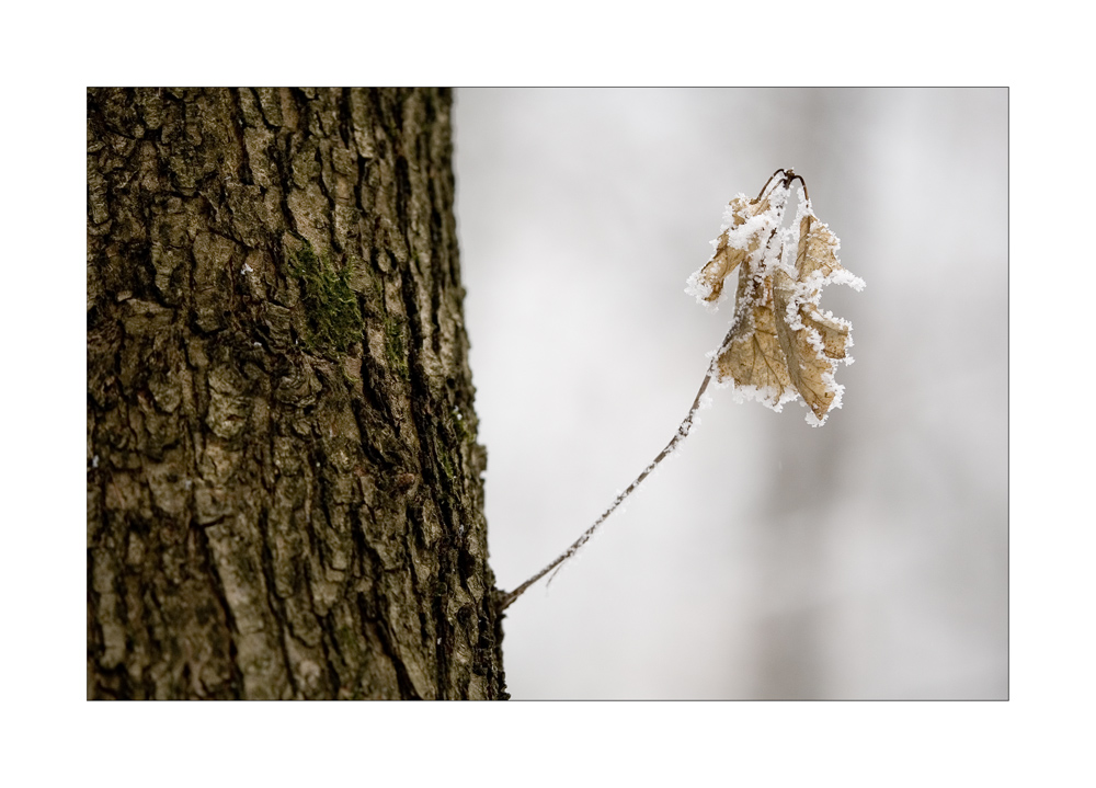 colors of winter von Michael Geßner