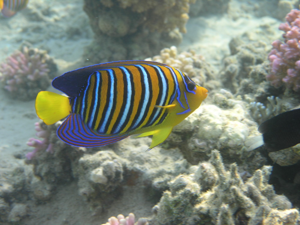 colors underwater