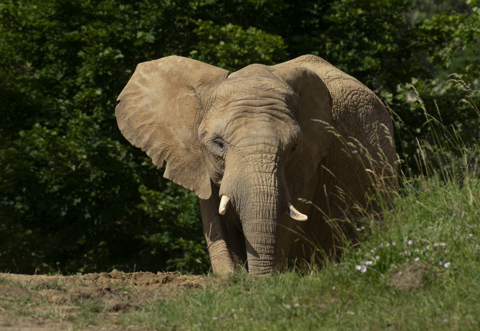 Colosse ! (Loxodonta africana, éléphant d'Afrique)