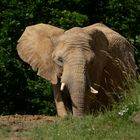 Colosse ! (Loxodonta africana, éléphant d'Afrique)