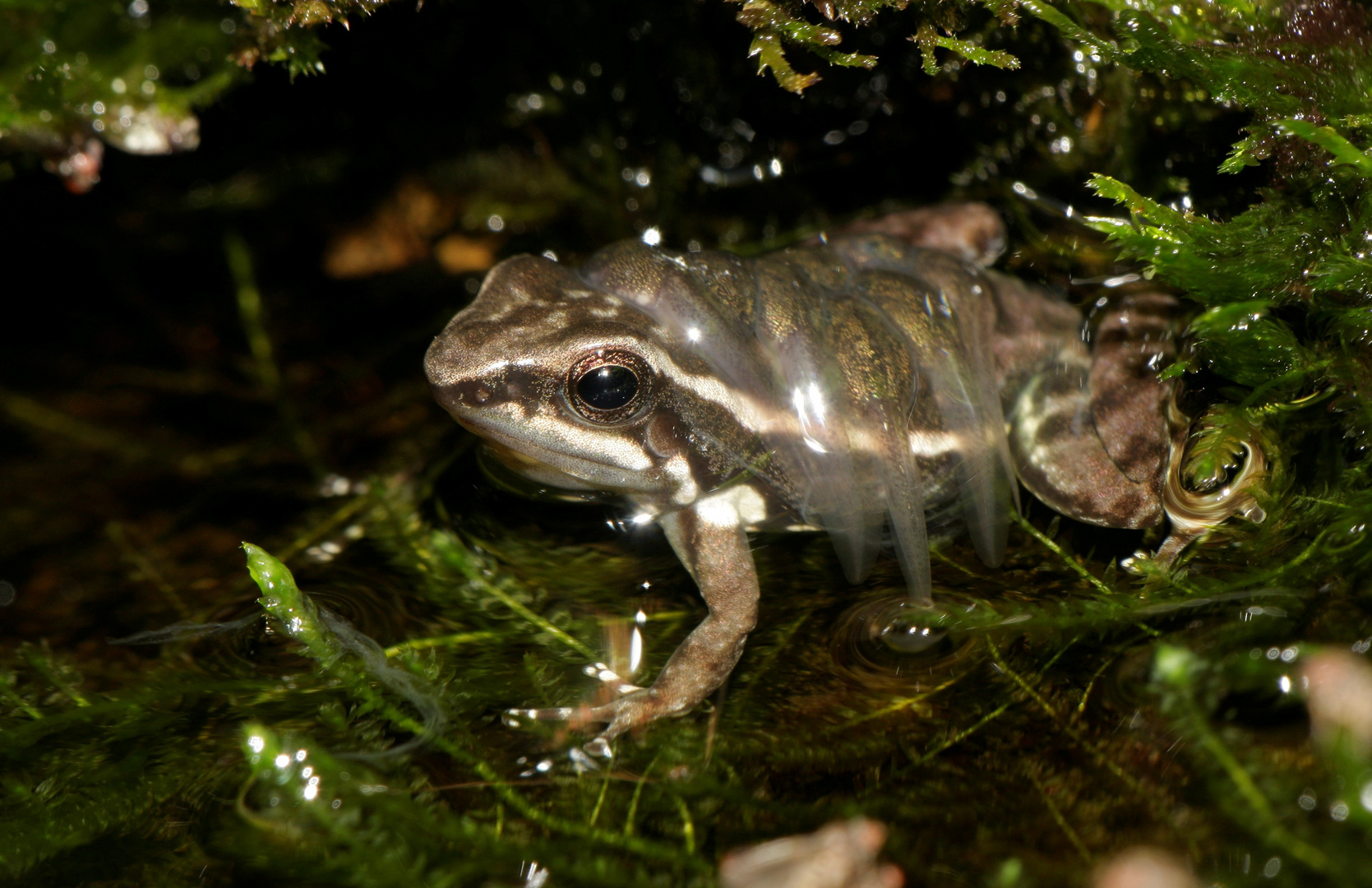 Colostethus infraguttatus