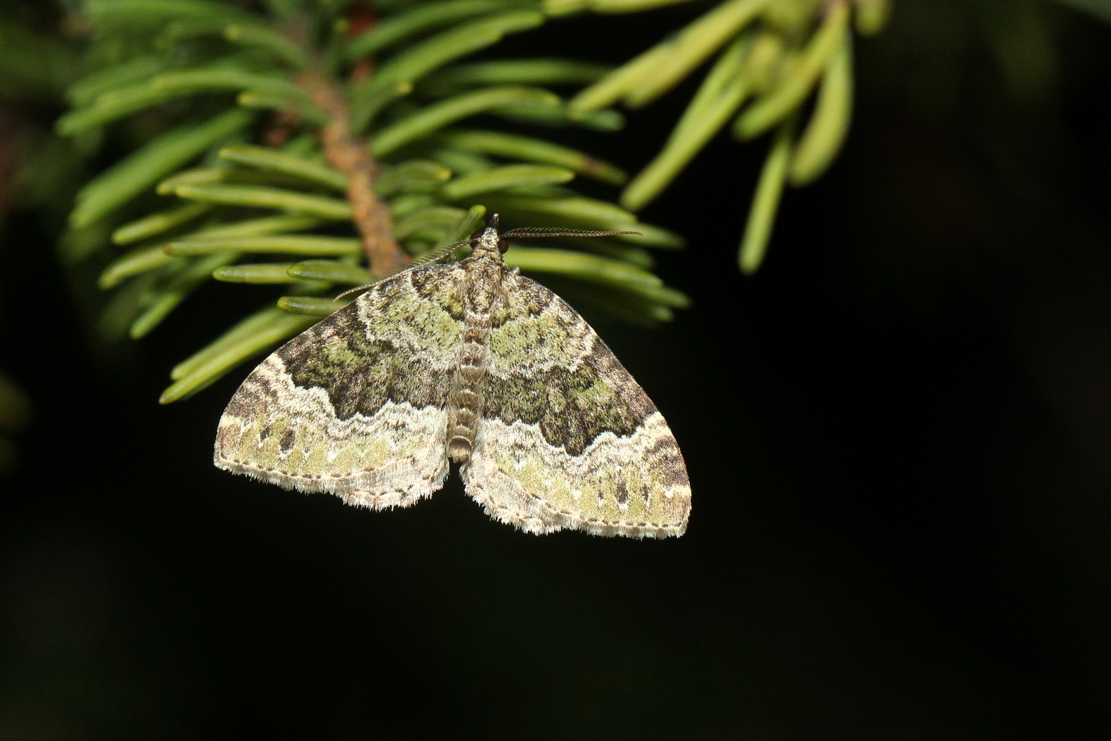 Colostygia olivata