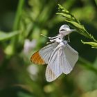 Colotis aurora evarne