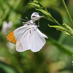 Colotis aurora evarne Nr.1