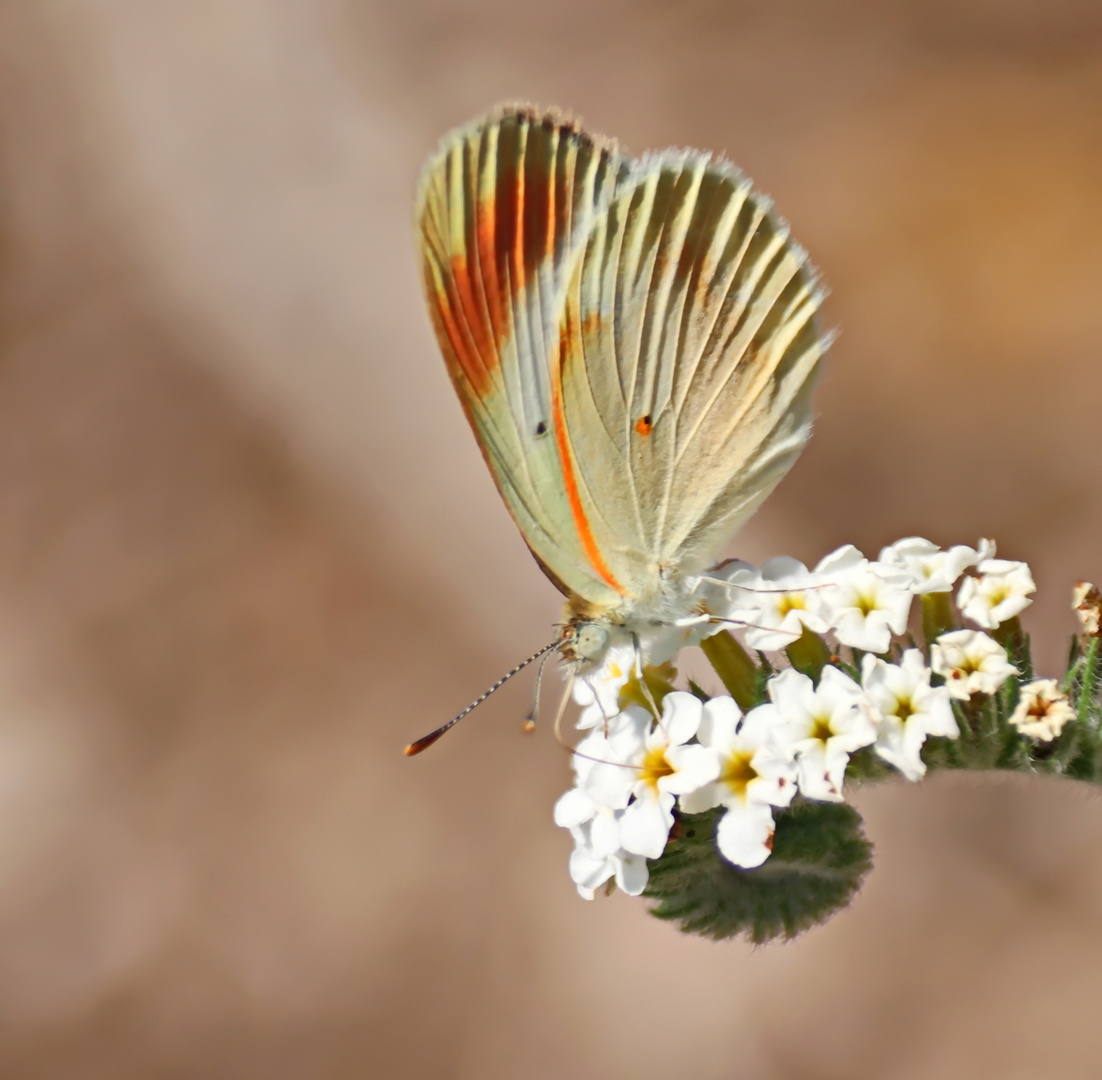 Colotis euippe omphale