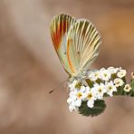 Colotis euippe omphale