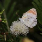 Colotis euippe omphale,smoky orange tip