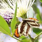 Colotis euippe,Round-winged Orange Tip