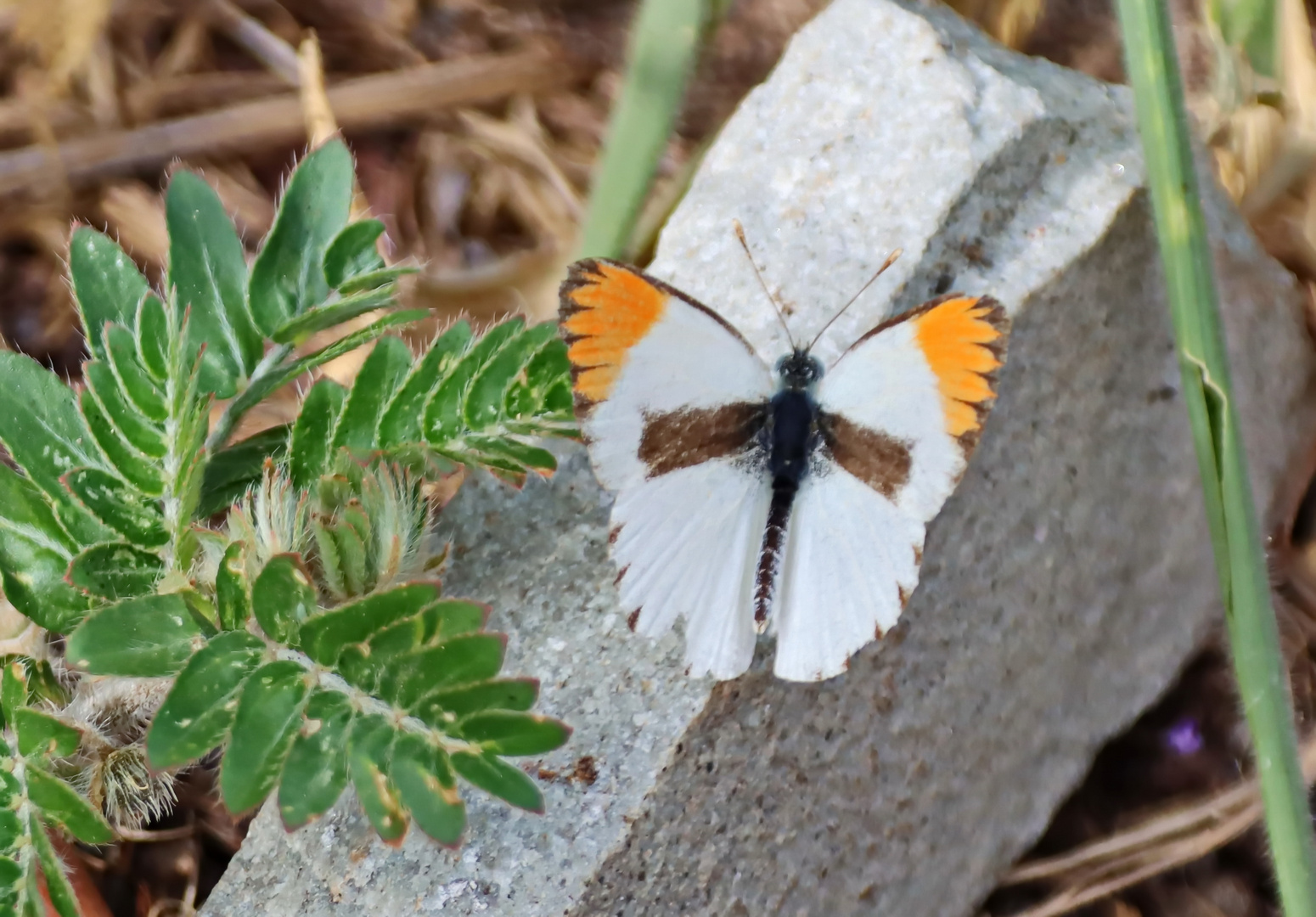 Colotis evagore-Männchen