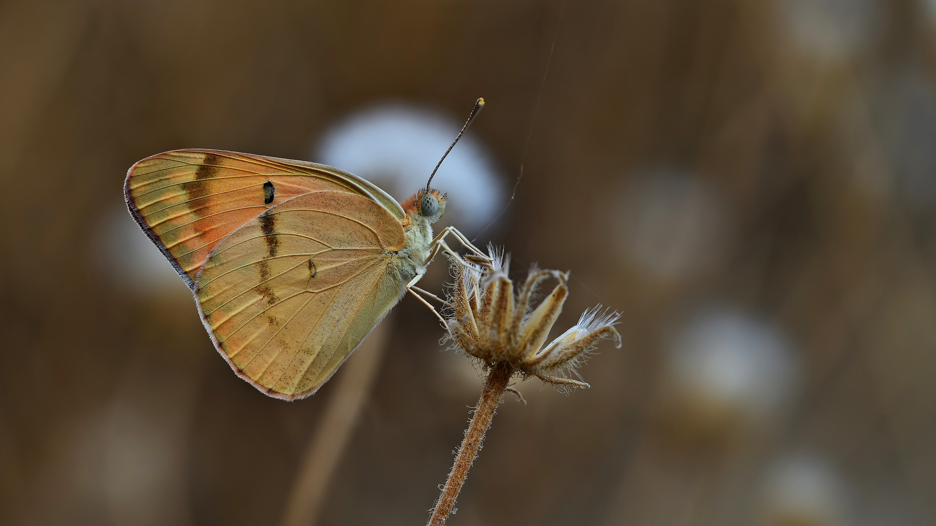Colotis Fausta