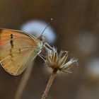 Colotis Fausta