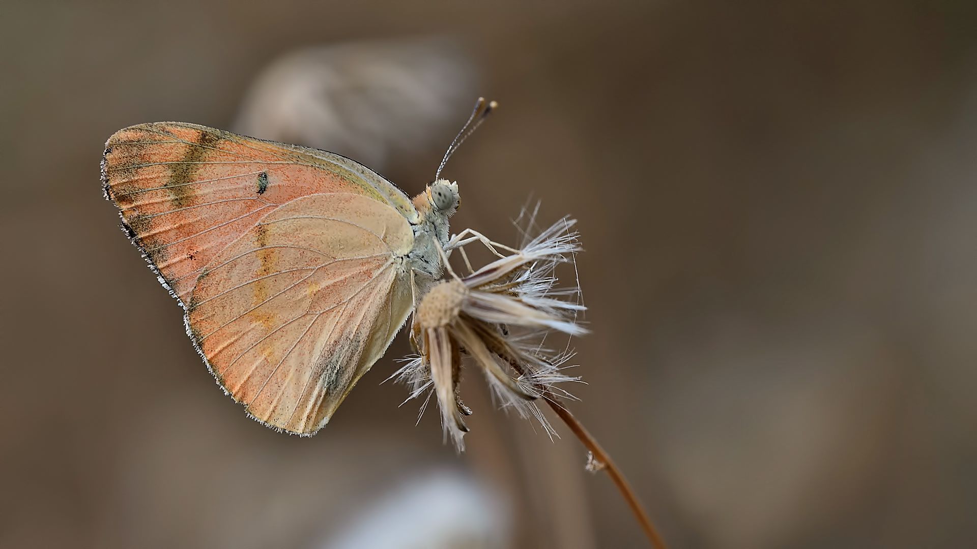 Colotis fausta