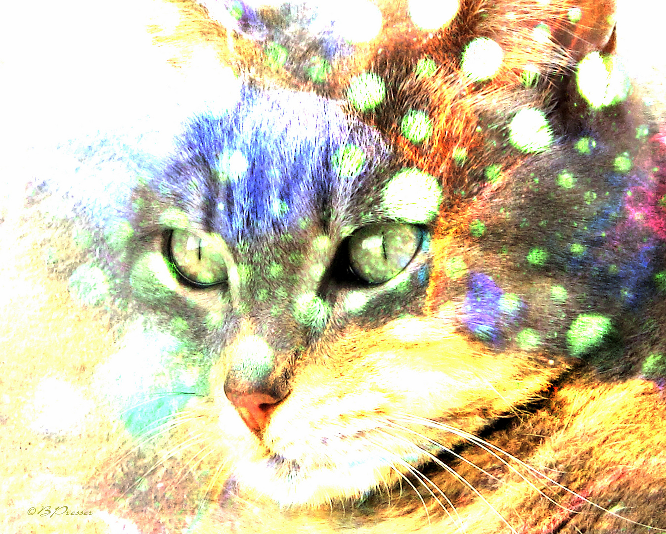 colour cat