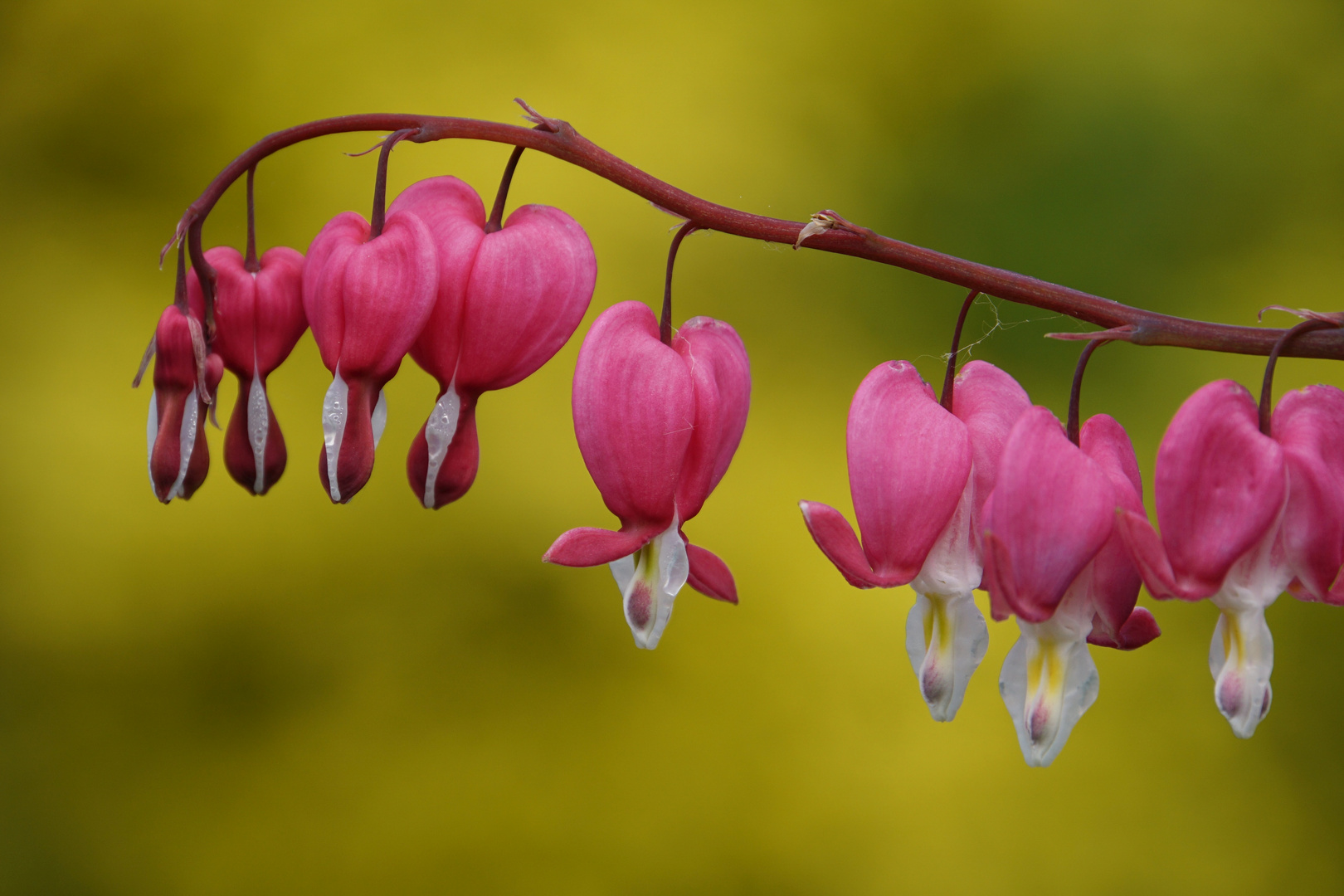 Colour-contrast in May/ Farb-Kontrast im Mai