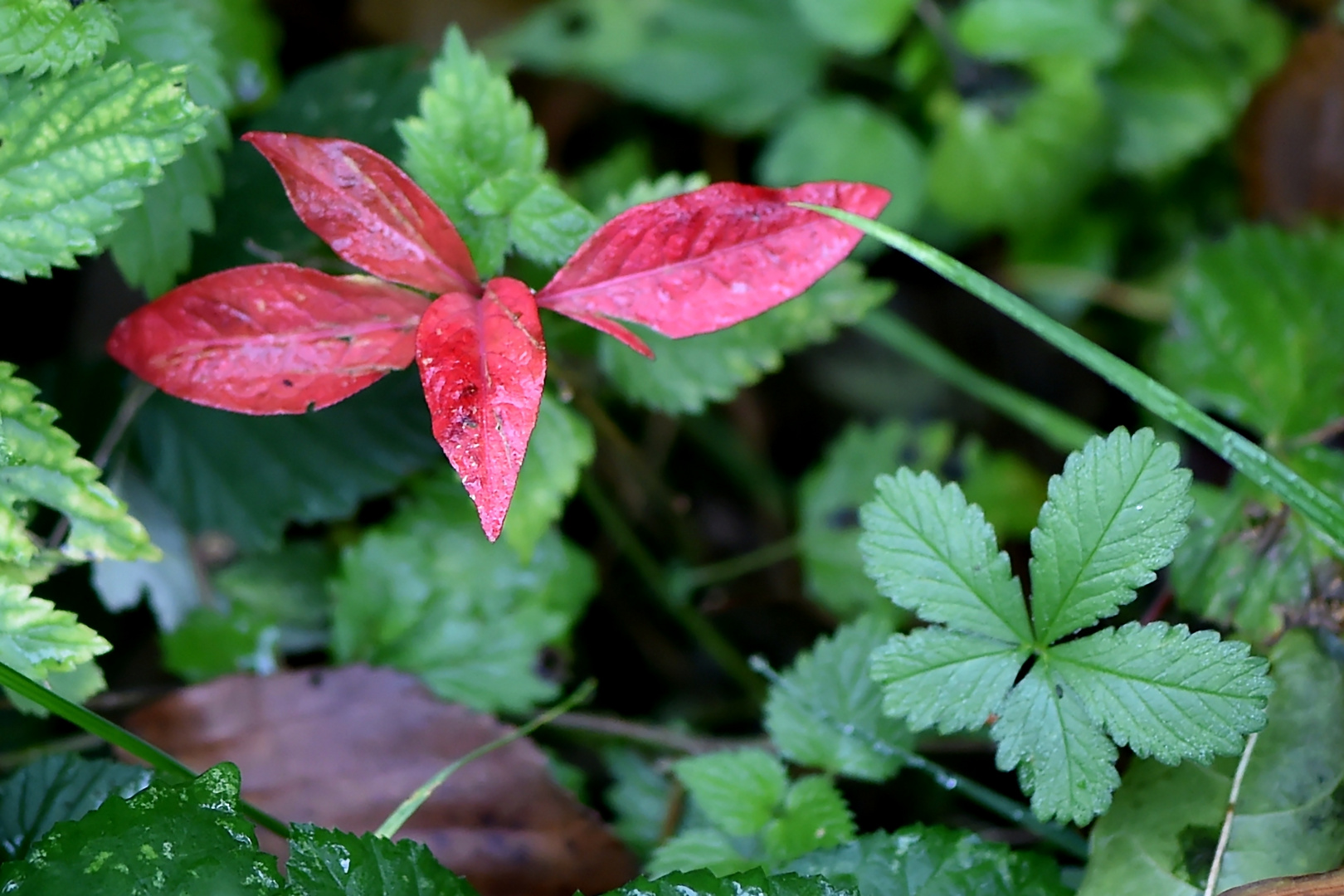 Colour key of nature