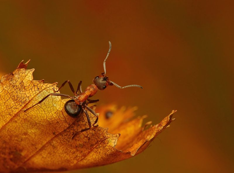 Colour of autumn