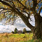 Colour tree