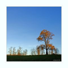 Colour Trees