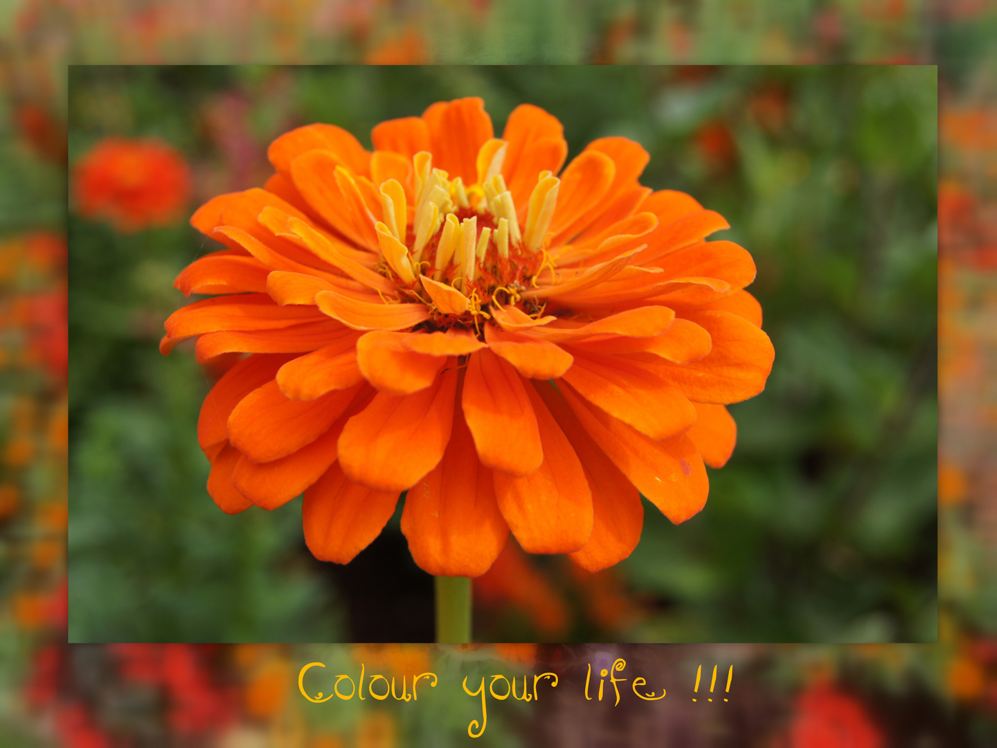 Colour your life