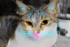 coloured Cat