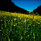 Coloured field