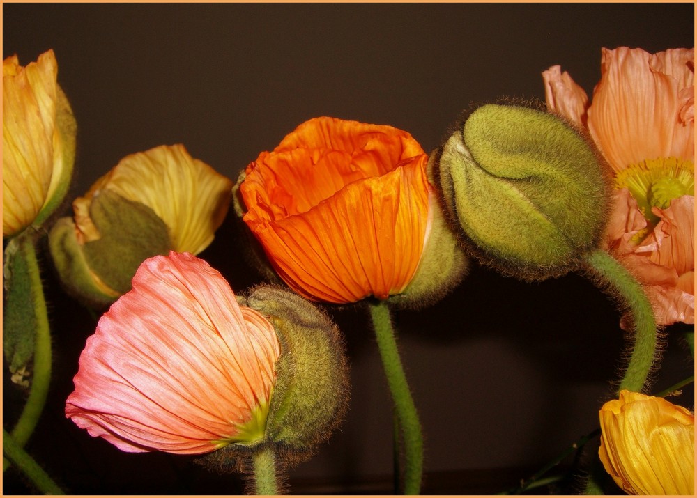 coloured poppies