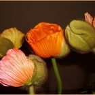 coloured poppies