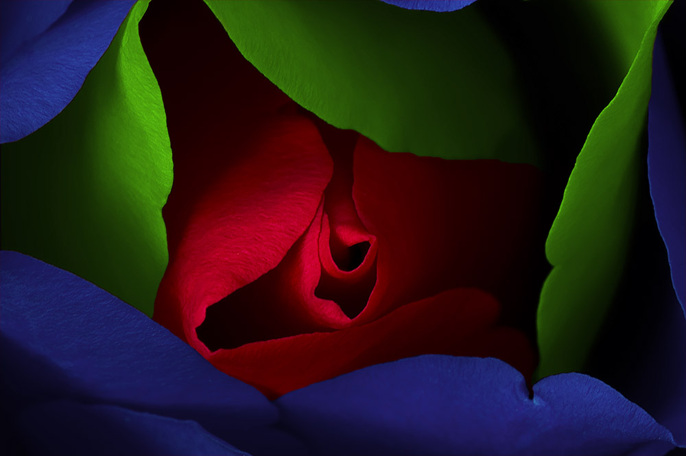 Coloured Rose