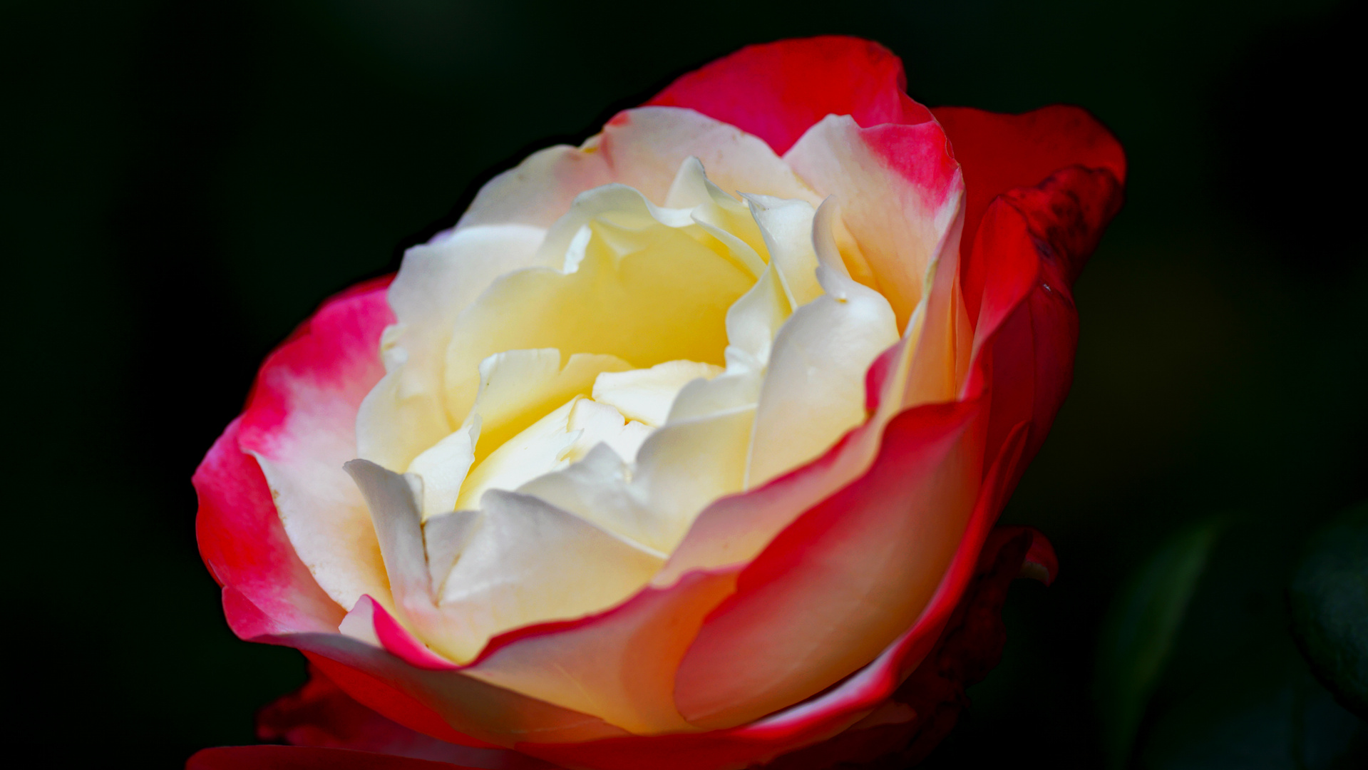 coloured rose