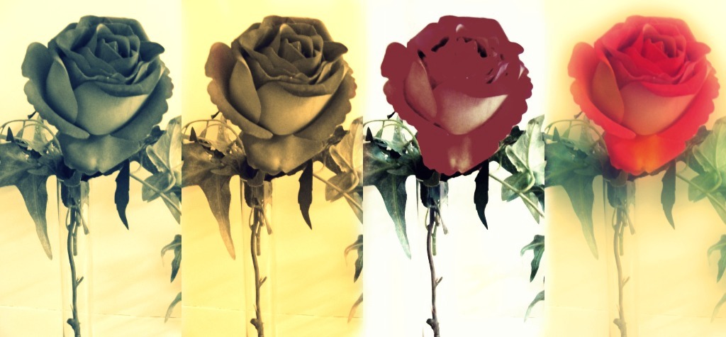 Coloured roses 2