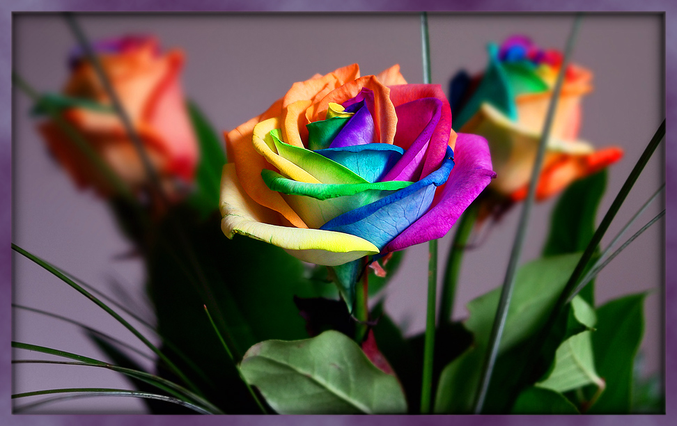 coloured roses