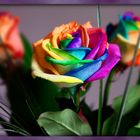 coloured roses