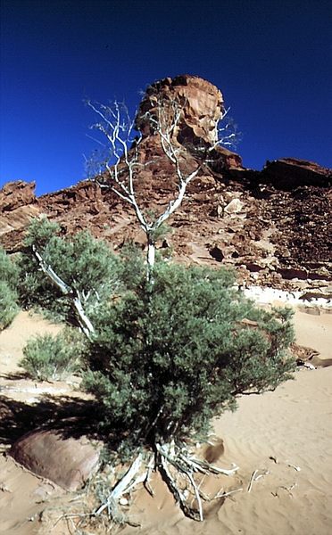 Coloured Sands