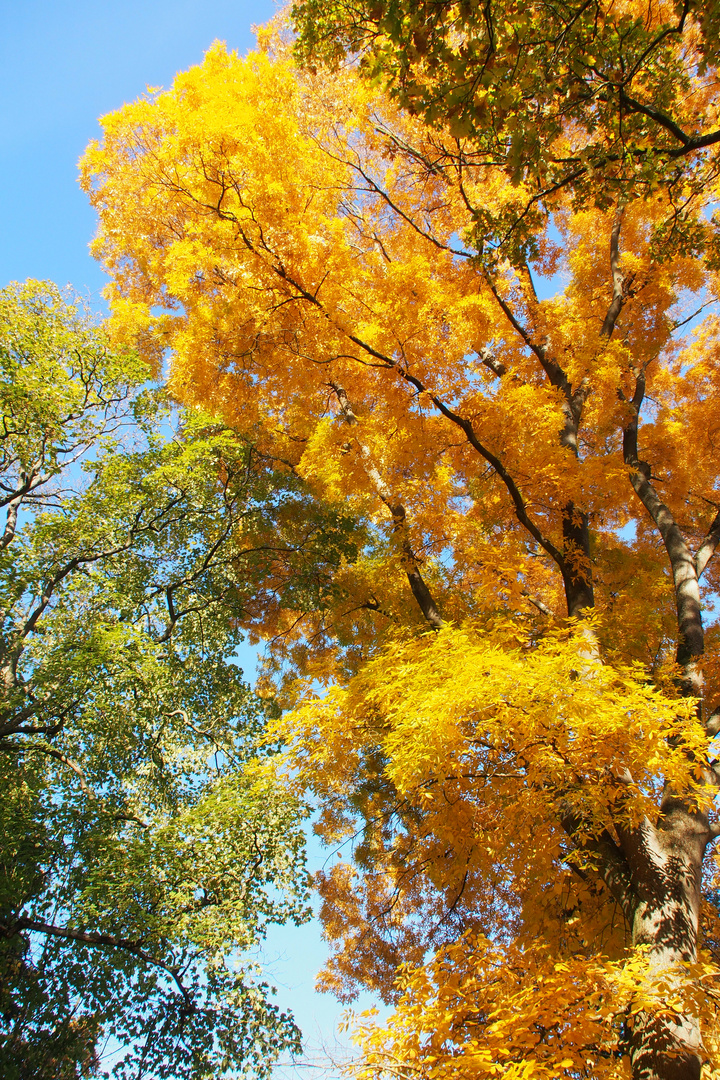 Coloured Trees