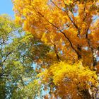 Coloured Trees