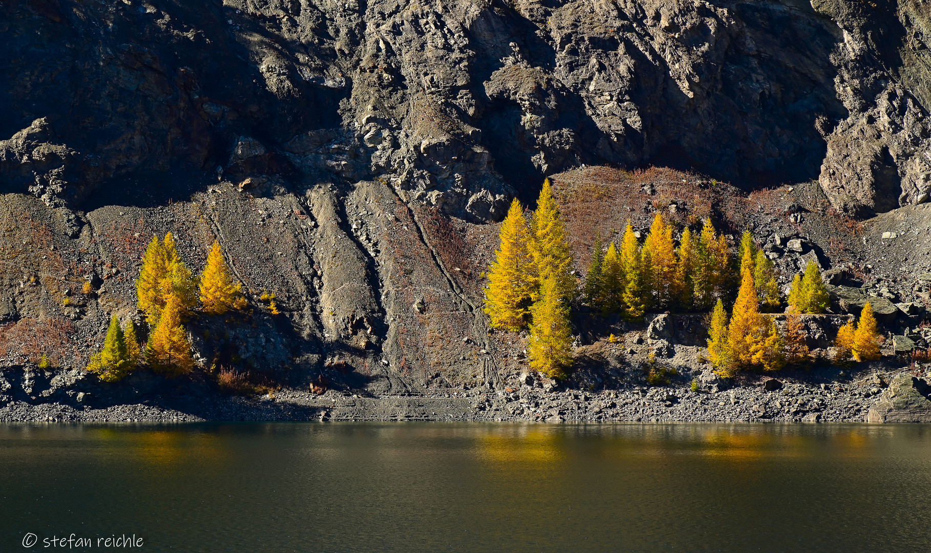 ** Coloured trees **