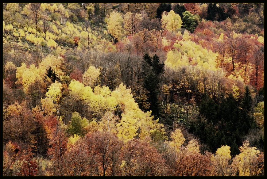 Coloured Wood