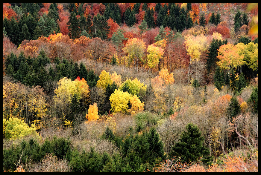 Coloured Wood II