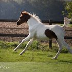 *Coloured*Foal*