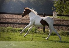 *Coloured*Foal*